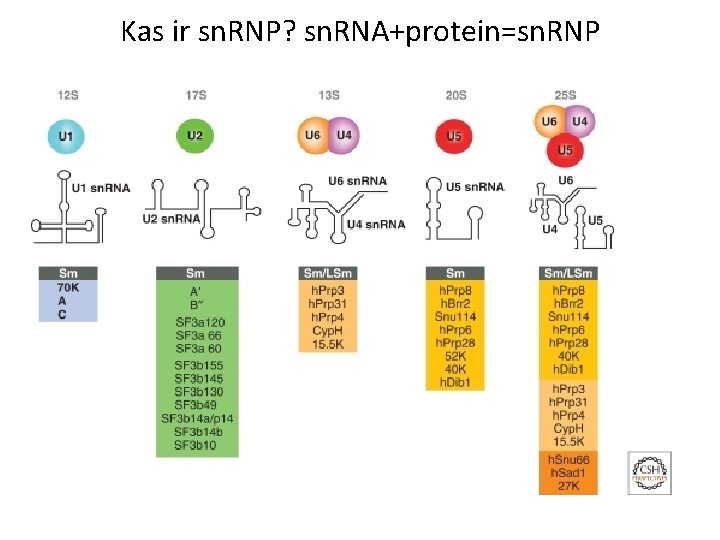 Kas ir sn. RNP? sn. RNA+protein=sn. RNP 