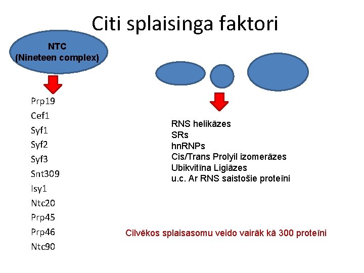 Citi splaisinga faktori NTC (Nineteen complex) Prp 19 Cef 1 Syf 2 Syf 3