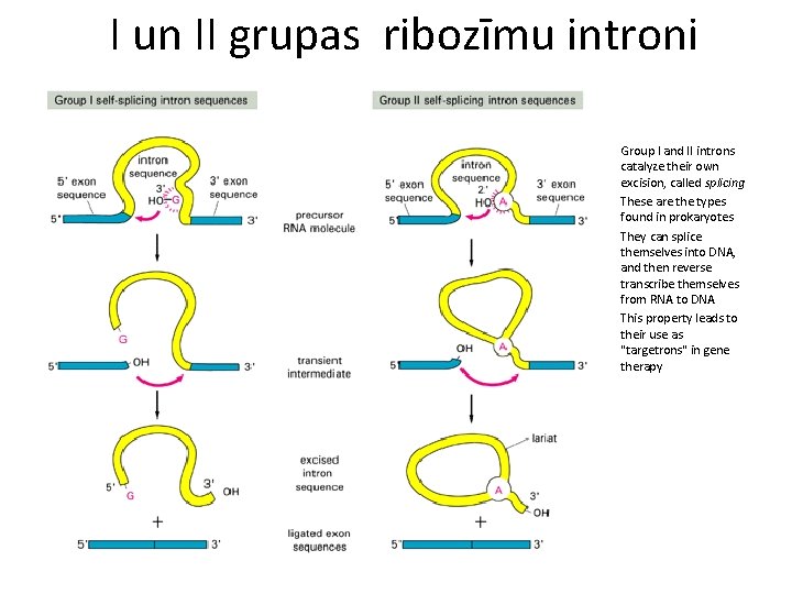 I un II grupas ribozīmu introni • • Group I and II introns catalyze