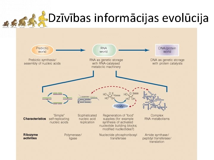 Dzīvības informācijas evolūcija 