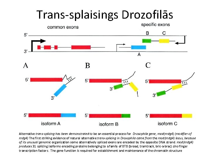 Trans-splaisings Drozofilās Alternative trans-splicing has been demonstrated to be an essential process for Drosophila