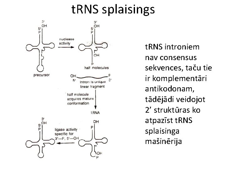 t. RNS splaisings t. RNS introniem nav consensus sekvences, taču tie ir komplementāri antikodonam,