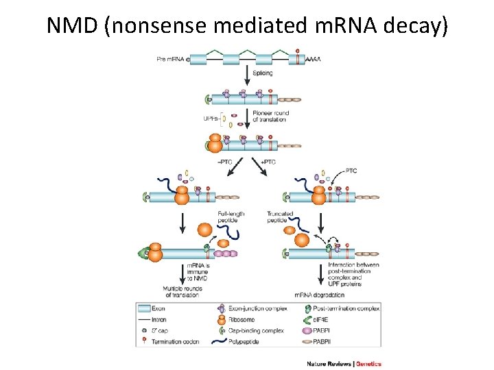 NMD (nonsense mediated m. RNA decay) 