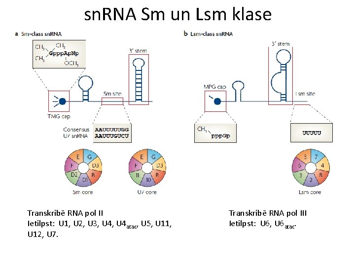 sn. RNA Sm un Lsm klase Transkribē RNA pol II Ietilpst: U 1, U