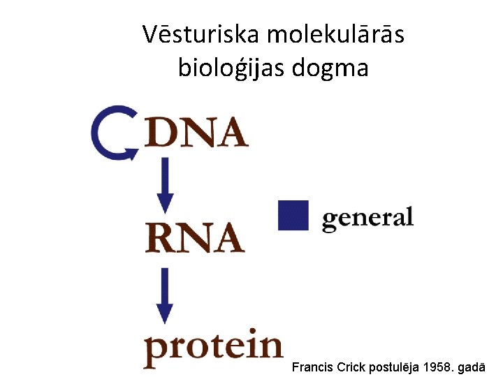Vēsturiska molekulārās bioloģijas dogma Francis Crick postulēja 1958. gadā 