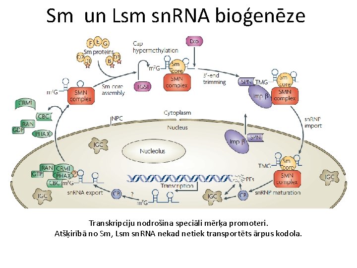 Sm un Lsm sn. RNA bioģenēze Transkripciju nodrošina speciāli mērķa promoteri. Atšķirībā no Sm,