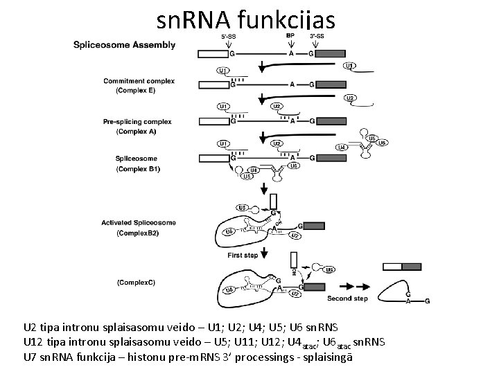 sn. RNA funkcijas U 2 tipa intronu splaisasomu veido – U 1; U 2;