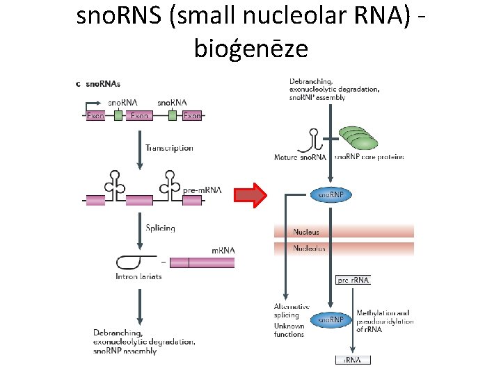 sno. RNS (small nucleolar RNA) - bioģenēze 