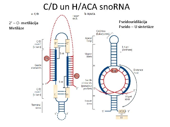 C/D un H/ACA sno. RNA 2’ – O- metilācija Metilāze Pseidouridilācija Pseido – U