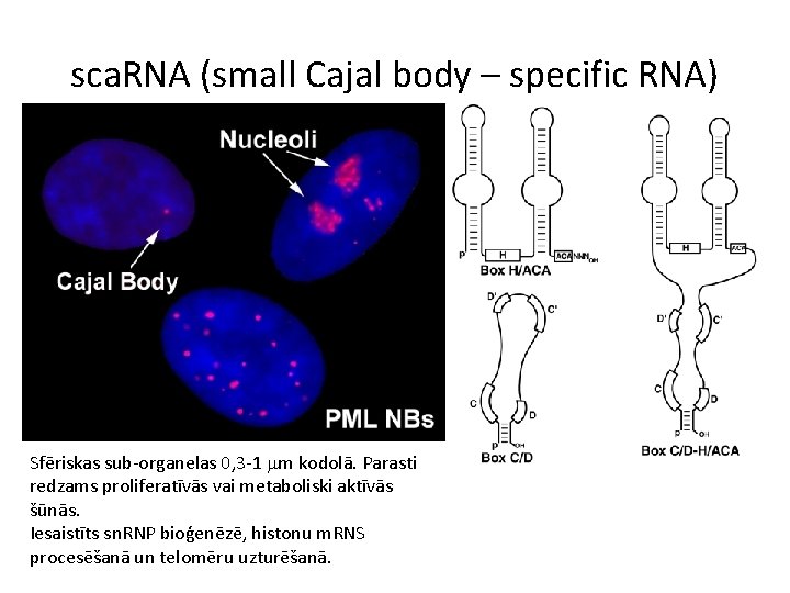 sca. RNA (small Cajal body – specific RNA) Sfēriskas sub-organelas 0, 3 -1 mm