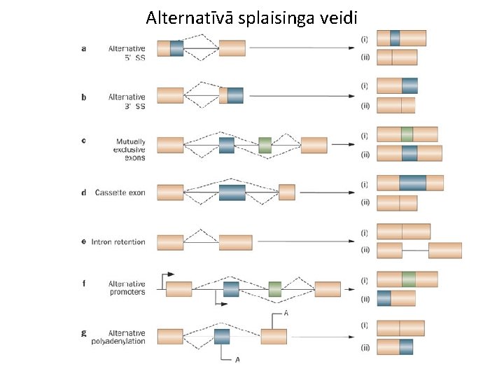 Alternatīvā splaisinga veidi 