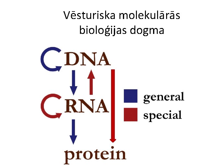 Vēsturiska molekulārās bioloģijas dogma 