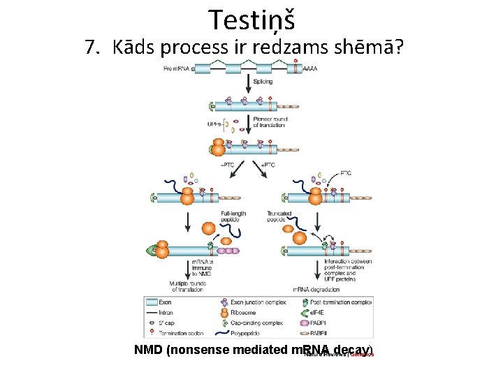 Testiņš 7. Kāds process ir redzams shēmā? NMD (nonsense mediated m. RNA decay) 