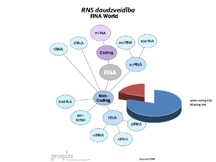 RNS daudzveidība Non-coding RNA Coding RNA 