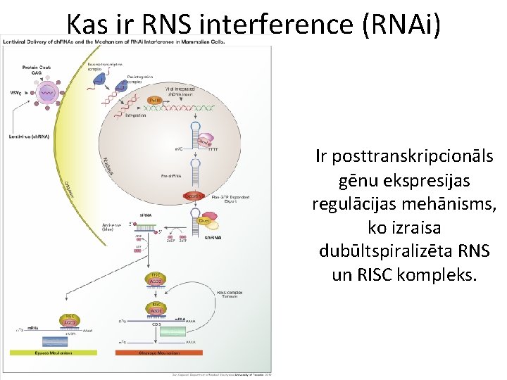 Kas ir RNS interference (RNAi) Ir posttranskripcionāls gēnu ekspresijas regulācijas mehānisms, ko izraisa dubūltspiralizēta