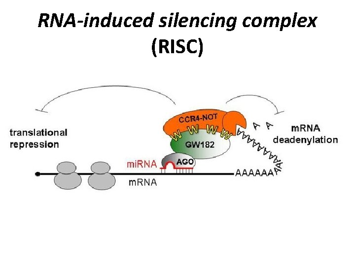 RNA-induced silencing complex (RISC) 