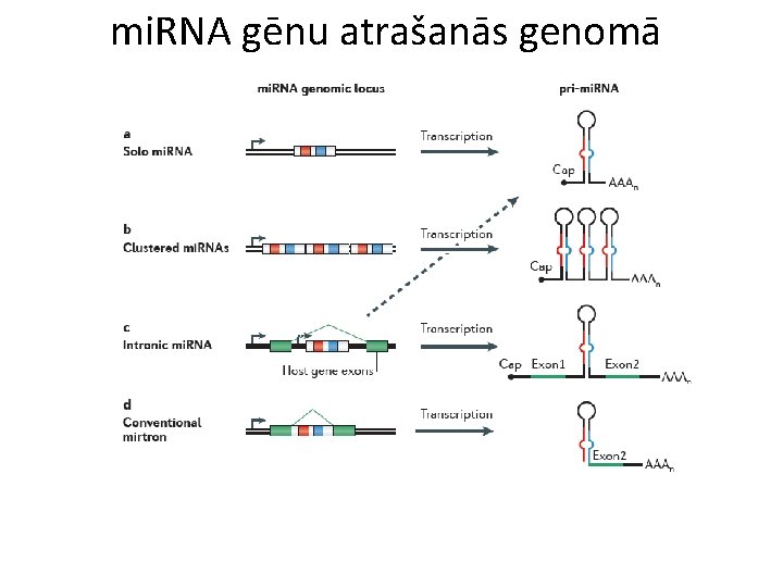 mi. RNA gēnu atrašanās genomā 