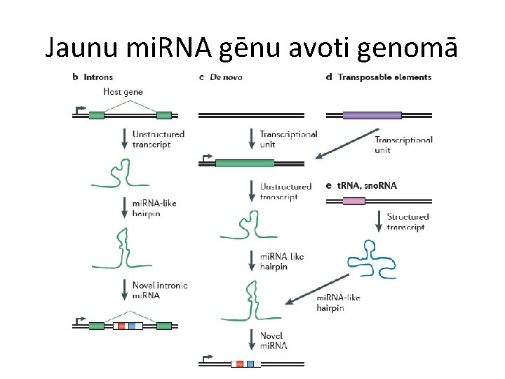 Jaunu mi. RNA gēnu avoti genomā 