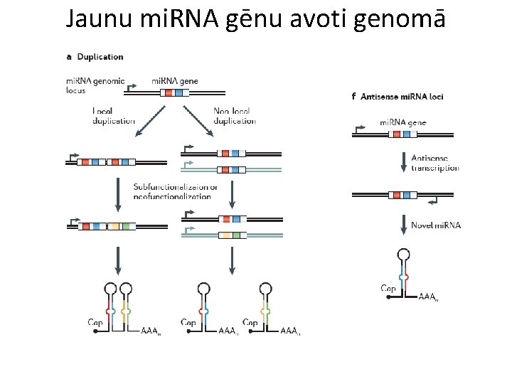 Jaunu mi. RNA gēnu avoti genomā 