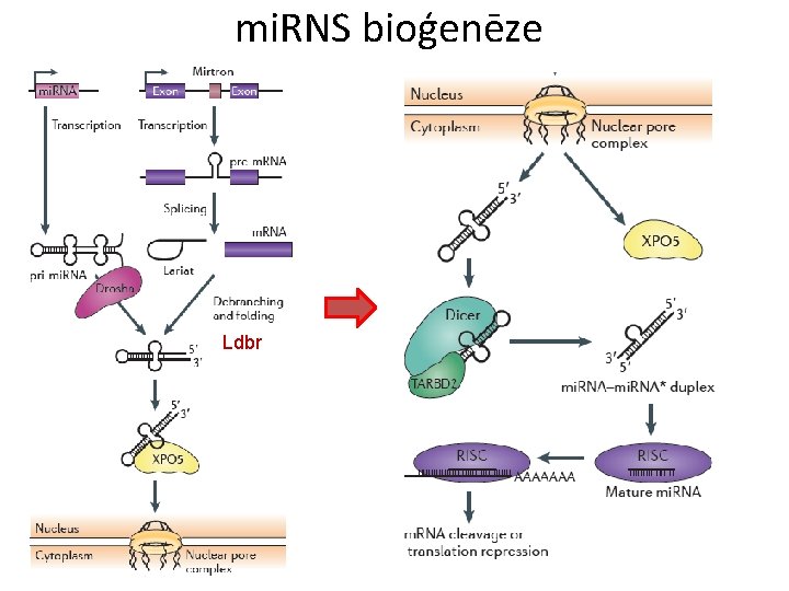 mi. RNS bioģenēze Ldbr 