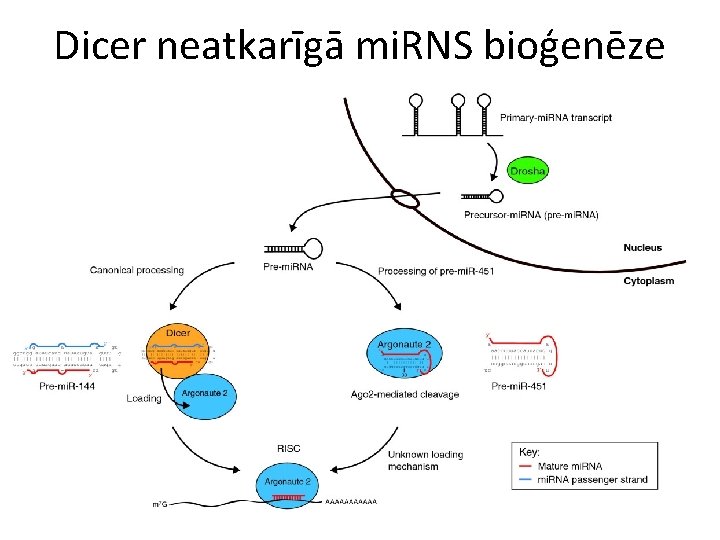 Dicer neatkarīgā mi. RNS bioģenēze 