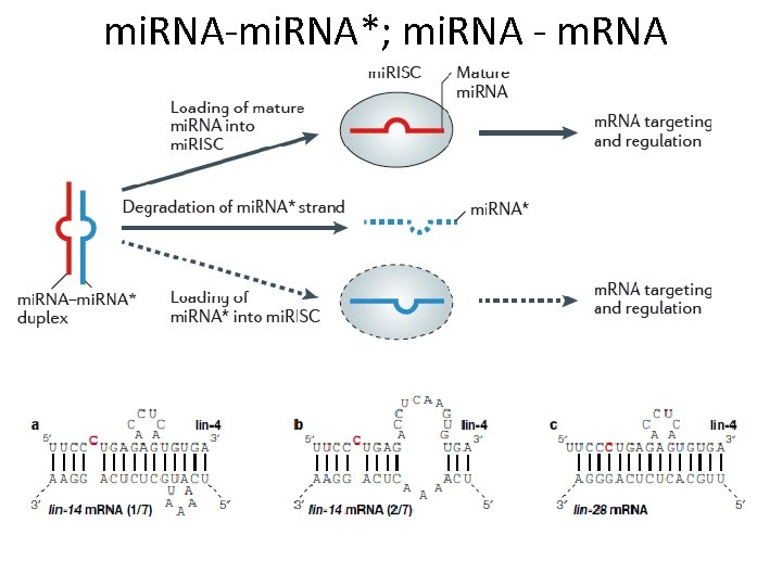 mi. RNA-mi. RNA*; mi. RNA - m. RNA 