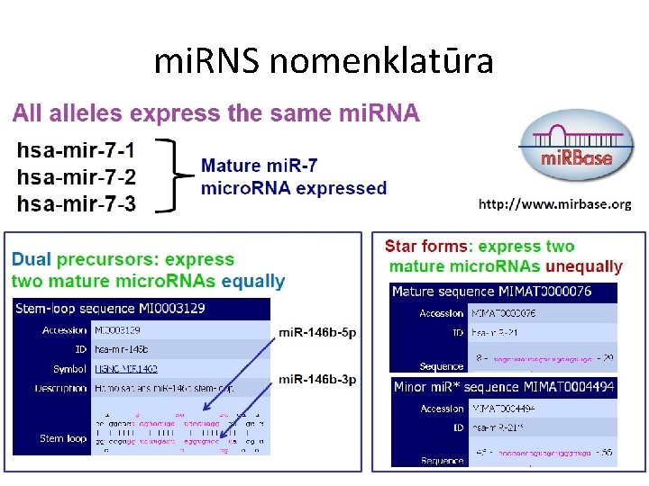 mi. RNS nomenklatūra 