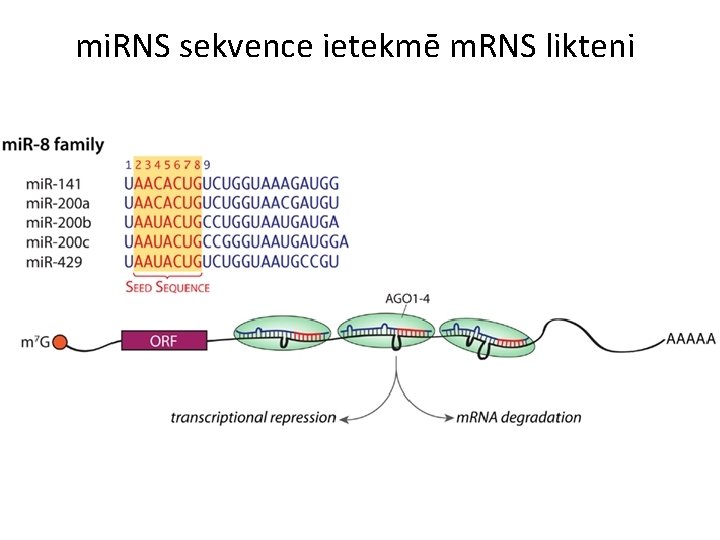 mi. RNS sekvence ietekmē m. RNS likteni 