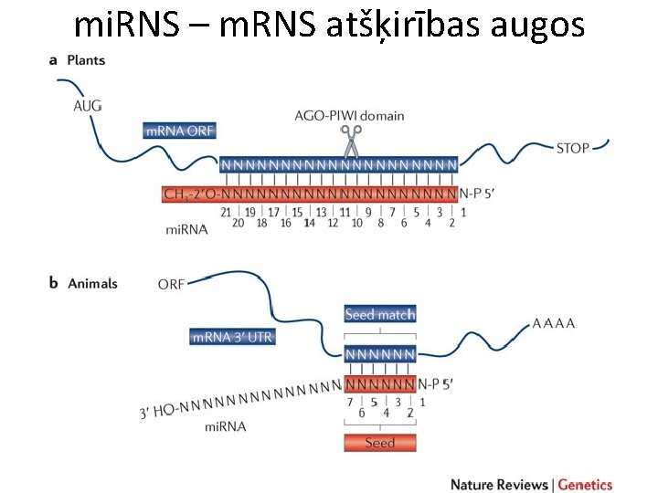 mi. RNS – m. RNS atšķirības augos 