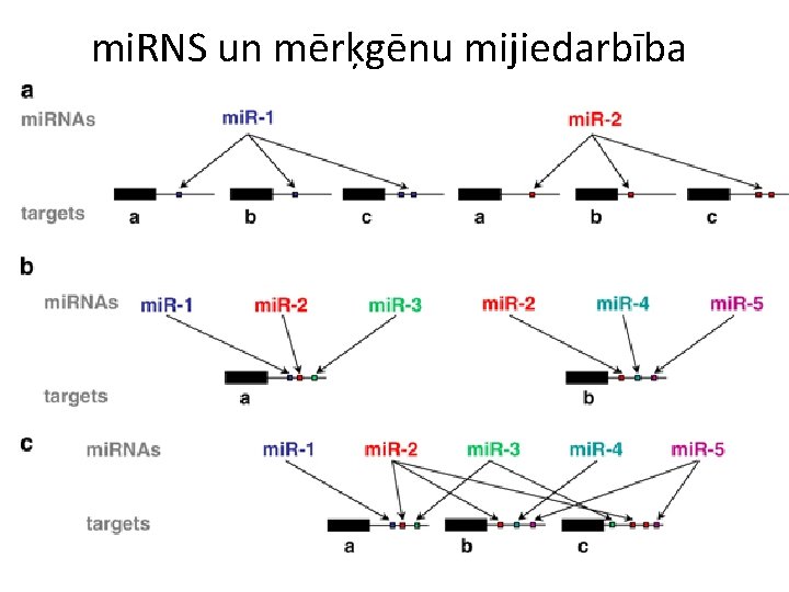 mi. RNS un mērķgēnu mijiedarbība 