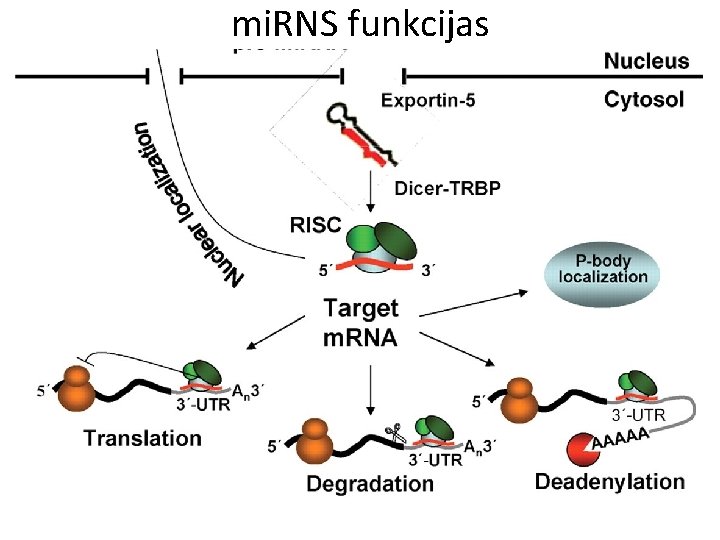 mi. RNS funkcijas 