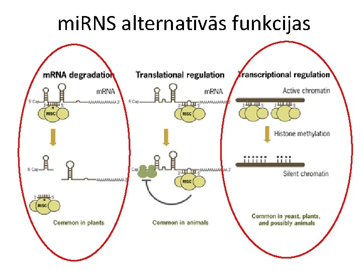 mi. RNS alternatīvās funkcijas 