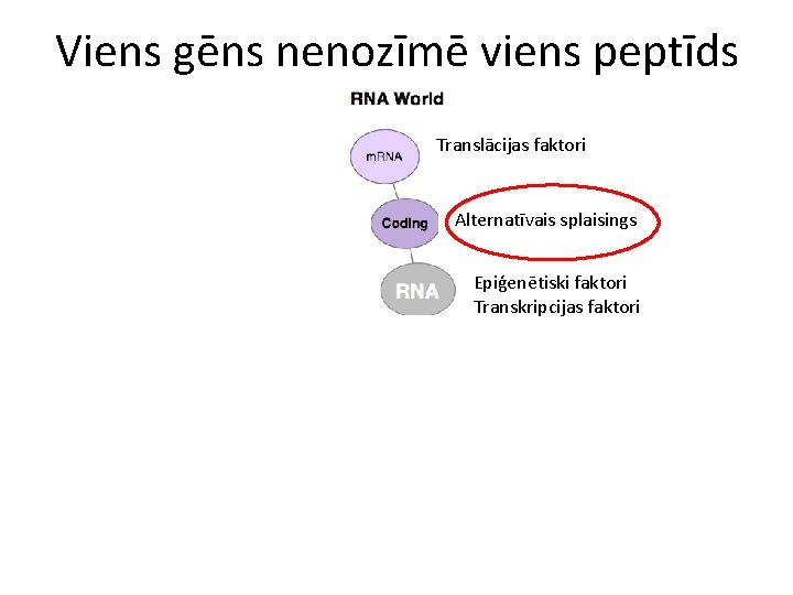 Viens gēns nenozīmē viens peptīds Translācijas faktori Alternatīvais splaisings Epiģenētiski faktori Transkripcijas faktori 