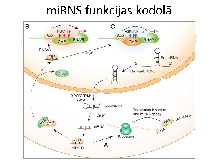 mi. RNS funkcijas kodolā 