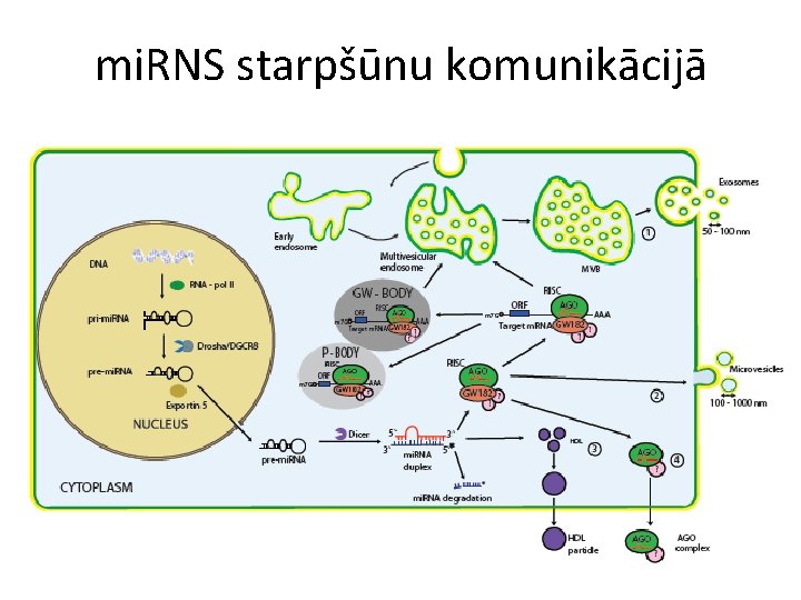 mi. RNS starpšūnu komunikācijā 