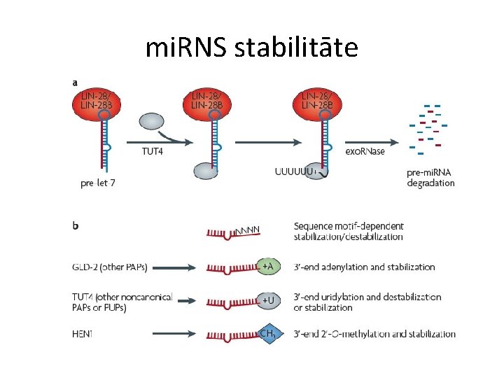 mi. RNS stabilitāte 