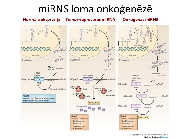 mi. RNS loma onkoģenēzē Normāla ekspresija Tumor-supresorās mi. RNA Onkogēnās mi. RNS 