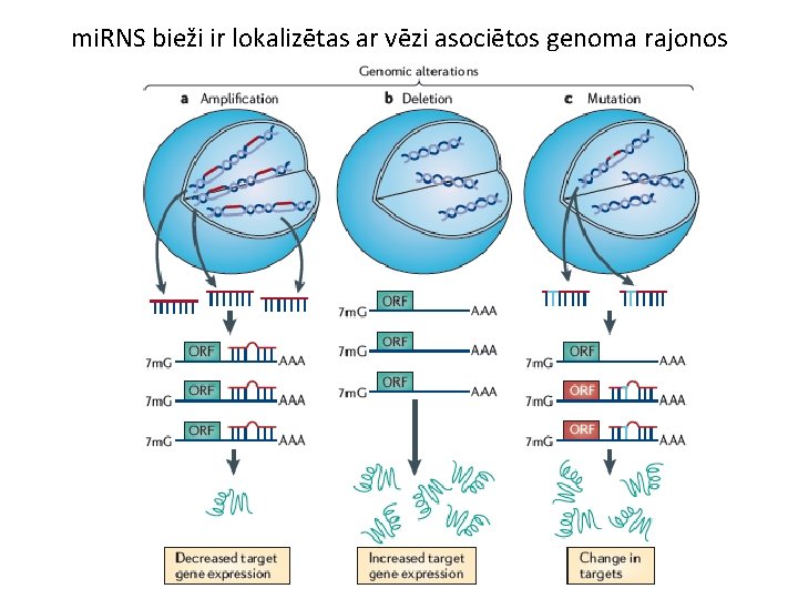mi. RNS bieži ir lokalizētas ar vēzi asociētos genoma rajonos 