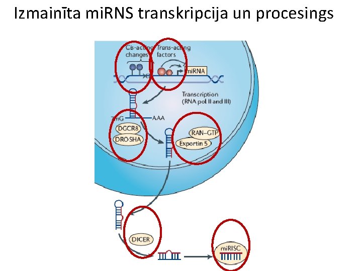 Izmainīta mi. RNS transkripcija un procesings 