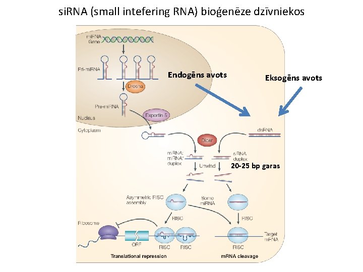 si. RNA (small intefering RNA) bioģenēze dzīvniekos Endogēns avots Eksogēns avots 20 -25 bp
