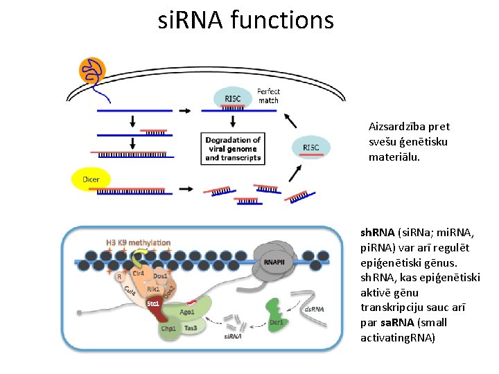 si. RNA functions Aizsardzība pret svešu ģenētisku materiālu. sh. RNA (si. RNa; mi. RNA,