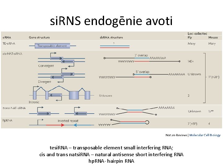 si. RNS endogēnie avoti tesi. RNA – transposable element small interfering RNA; cis and