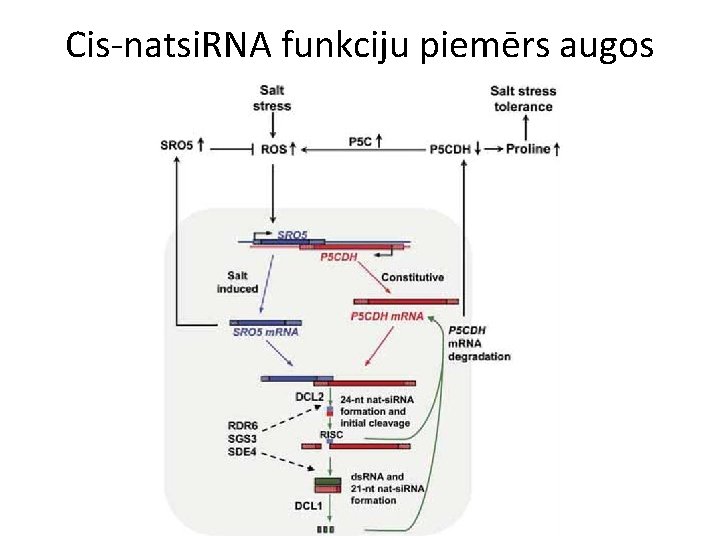 Cis-natsi. RNA funkciju piemērs augos 