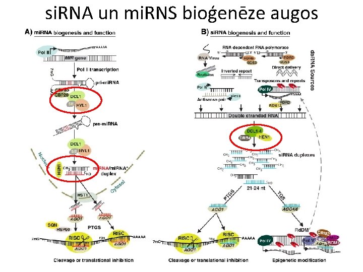 si. RNA un mi. RNS bioģenēze augos 