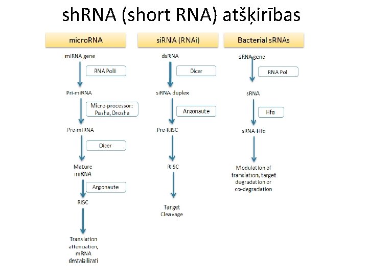 sh. RNA (short RNA) atšķirības 