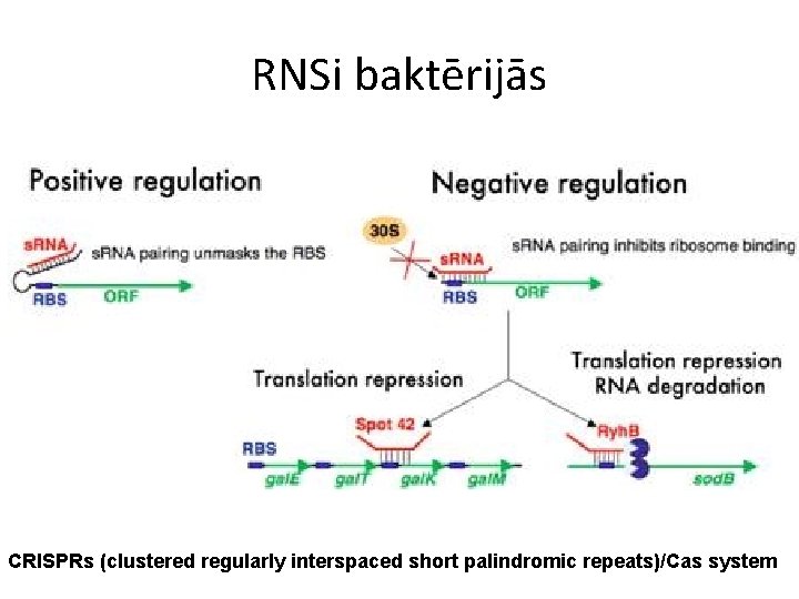 RNSi baktērijās CRISPRs (clustered regularly interspaced short palindromic repeats)/Cas system 