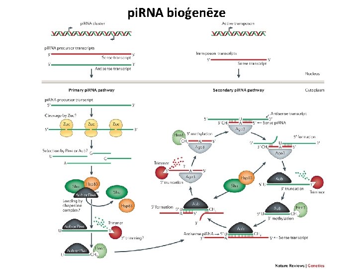 pi. RNA bioģenēze 