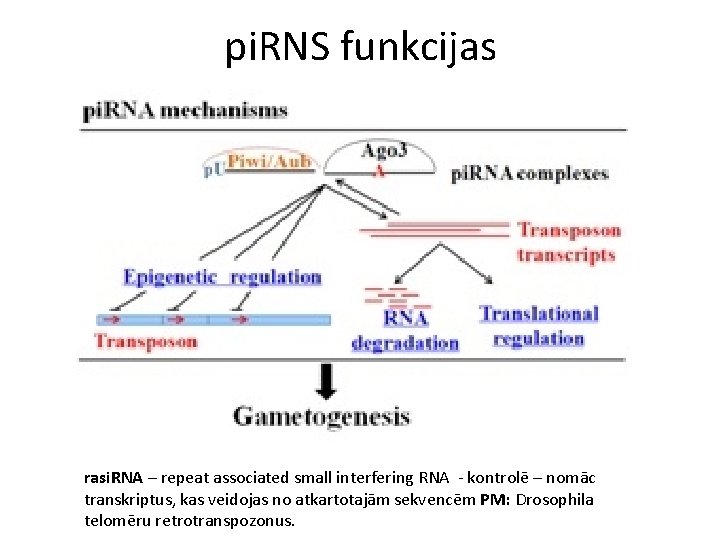 pi. RNS funkcijas rasi. RNA – repeat associated small interfering RNA - kontrolē –