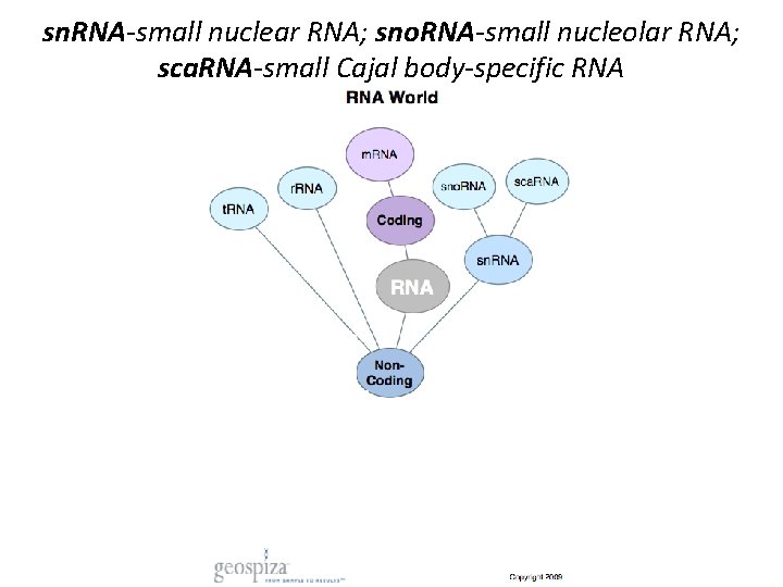 sn. RNA-small nuclear RNA; sno. RNA-small nucleolar RNA; sca. RNA-small Cajal body-specific RNA 