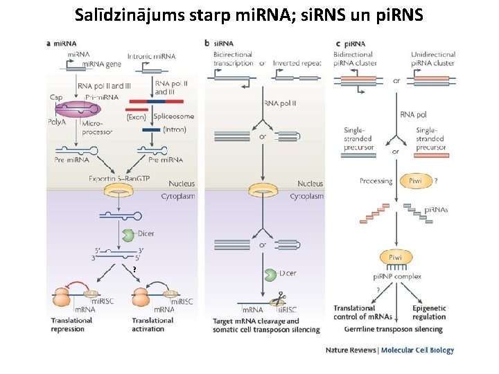 Salīdzinājums starp mi. RNA; si. RNS un pi. RNS ? 